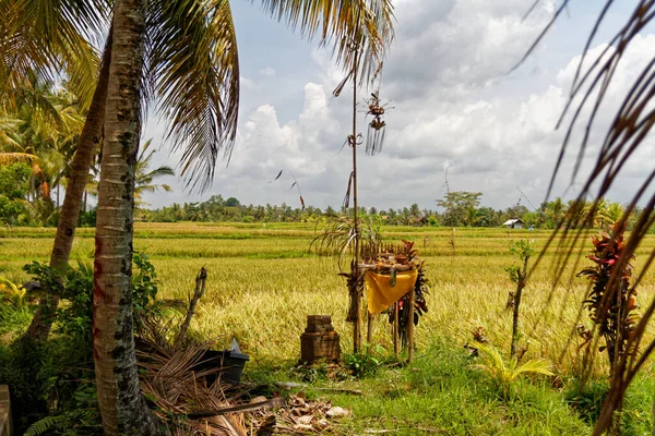 Ubud yakınlarında bir pirinç tarlasında küçük bir Hindu tapınağı sunuyor. Palmiye ağaçları da var.