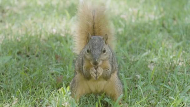 Squirrel Park Texas — Stock Video