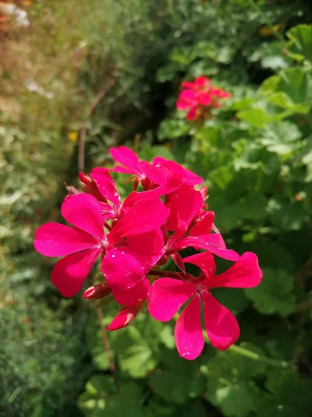 Belle Image Fleurs Rouges Dans Nature Avec Beau Fond — Photo