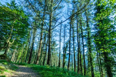Doğa, dağlar, ağaçlar ve günbatımı. Adarra Dağı