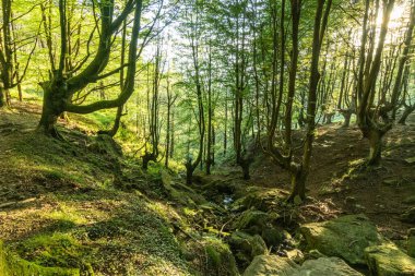 Doğa, dağlar, ağaçlar ve günbatımı. Adarra Dağı
