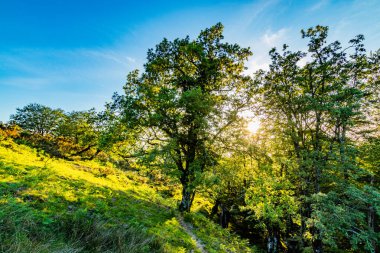 Doğa, dağlar, ağaçlar ve günbatımı. Adarra Dağı