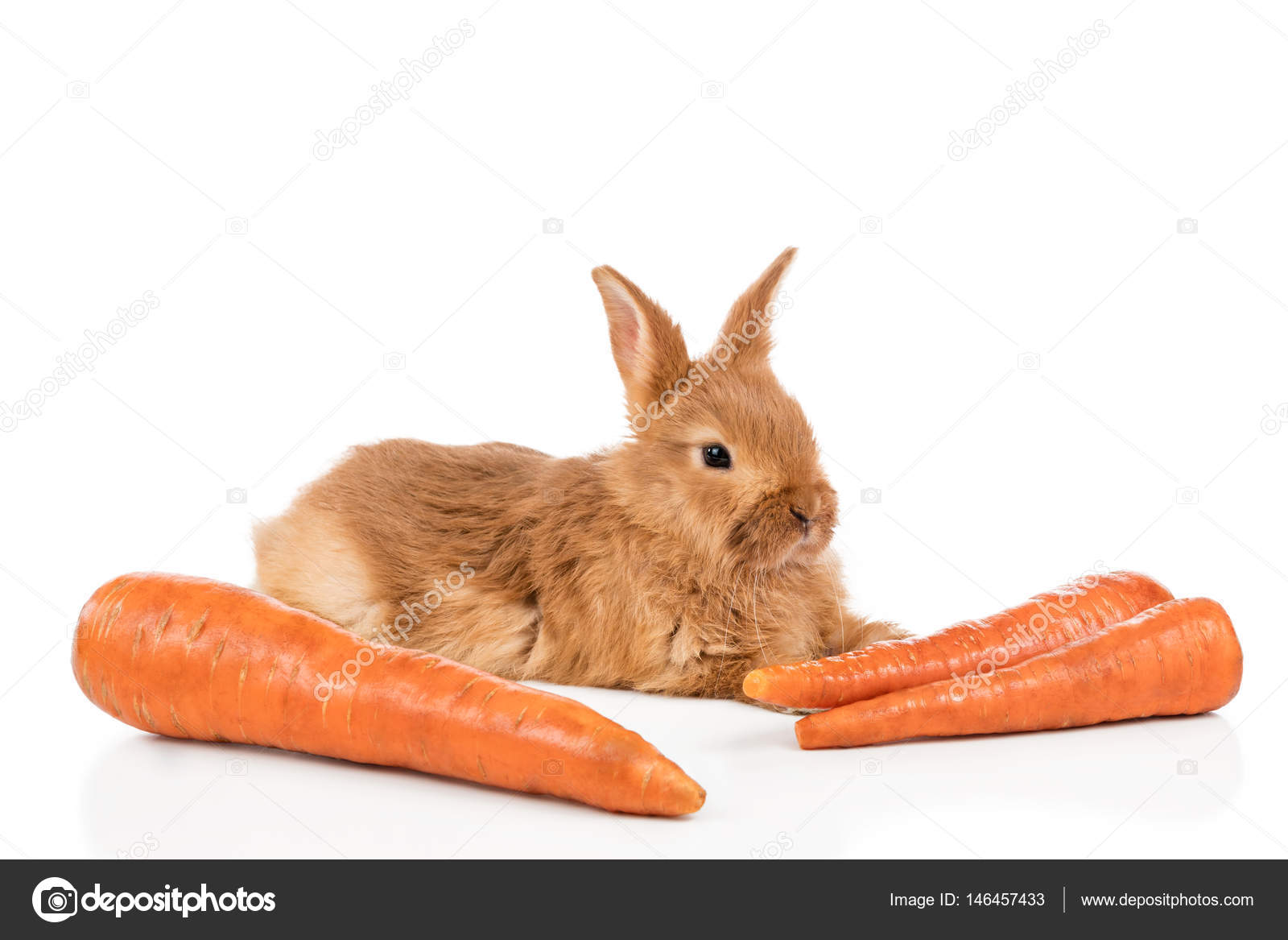 Lapin aux carottes sur blanc — graphie GrashAlex stock photo rabbit with carrots on white