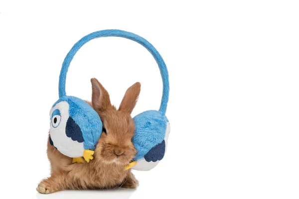 一只小兔子带耳机 — 图库照片