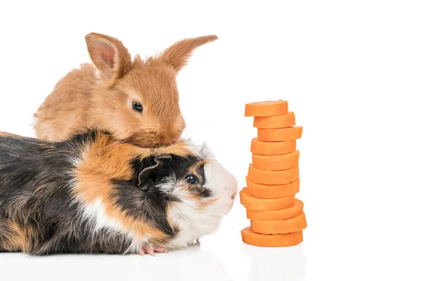 兔和豚鼠与胡萝卜 — 图库照片