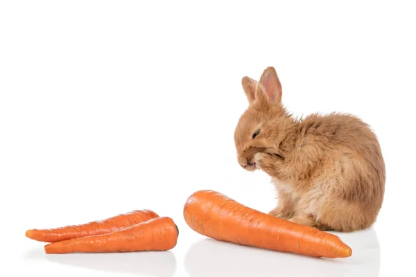 Roter Hase und Karotten — Stockfoto