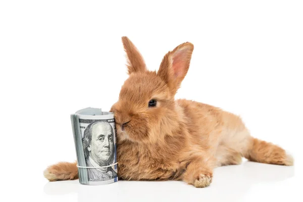 Кролик и пачка денег — стоковое фото