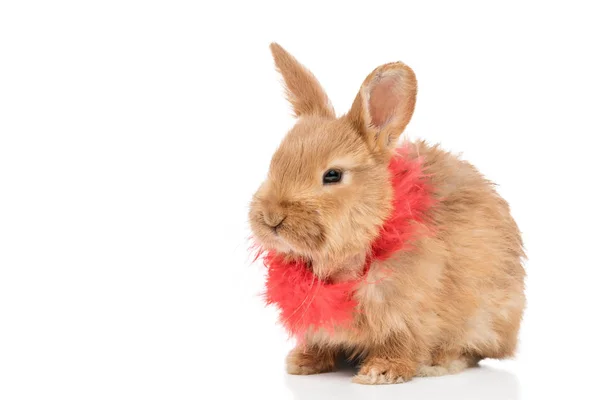 Porträtt av en liten vacker röd kanin — Stockfoto