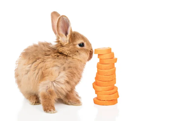 Кролик рядом с морковью на белом — стоковое фото