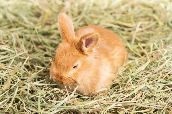 Rödhuvad kanin i höet — Stockfoto