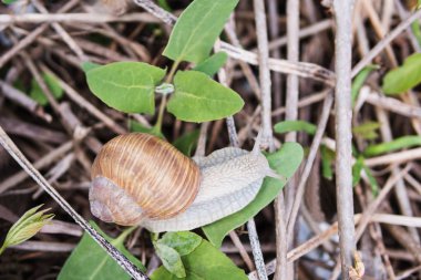 Doğal yaşam salyangoz