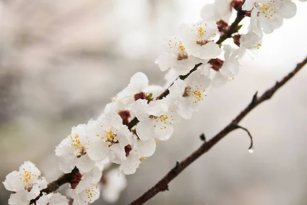 Fleurs d'abricots dans la neige — Photo