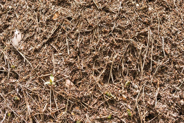 Anthill primer plano con una hormiga roja — Foto de Stock