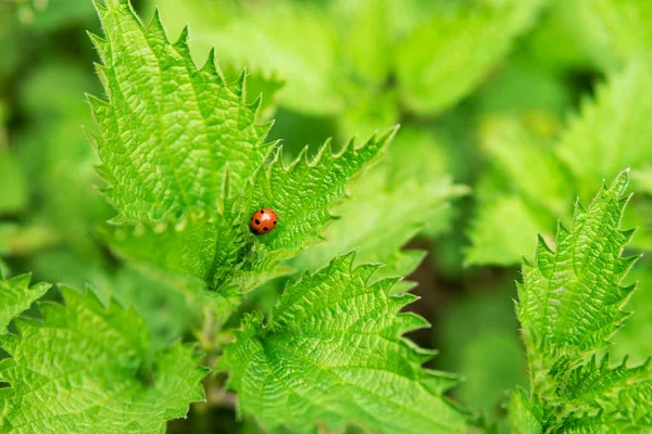 Ladybird on a nettle — Stock Photo, Image