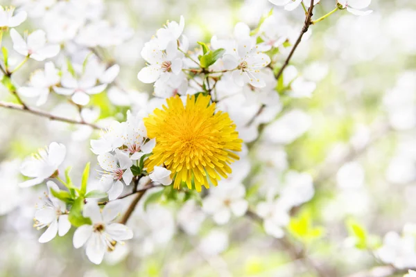 Fondo floral de primavera — Foto de Stock