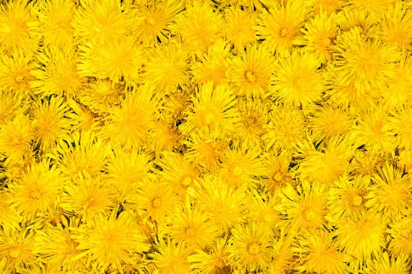 Flores de textura de dentes-de-leão — Fotografia de Stock