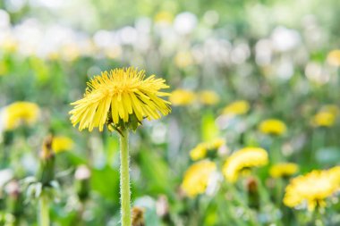 Bir karahindiba bulanık bir arka plan üzerinde sarı
