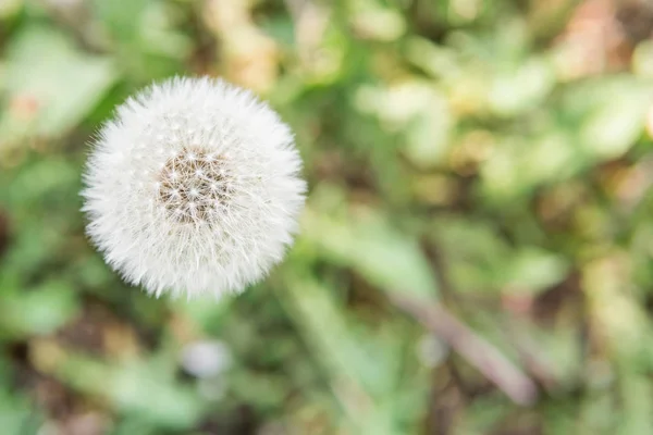 Dandelion maduro no fundo da grama — Fotografia de Stock