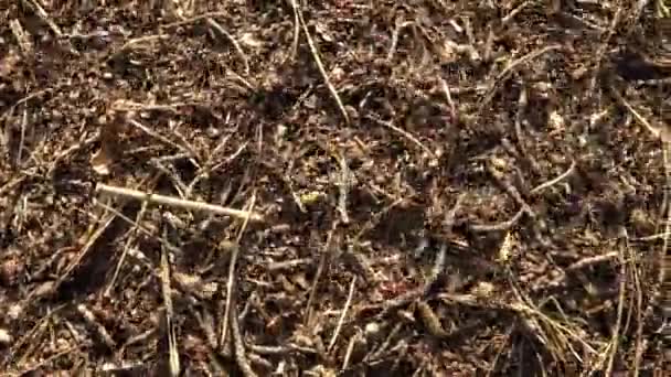 Contexte d'une colonie de fourmis rouges 