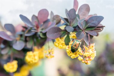 Kızamık üzerinde yeşil böcek bronz