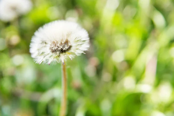 Jedna bílá Pampeliška na rozostřeného pozadí — Stock fotografie