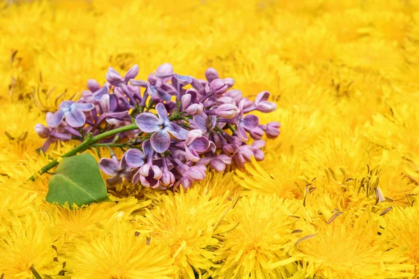 Lilac branch on dandelion flowers — Stock Photo, Image