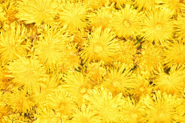 Background of wet yellow dandelions — Stock Photo, Image