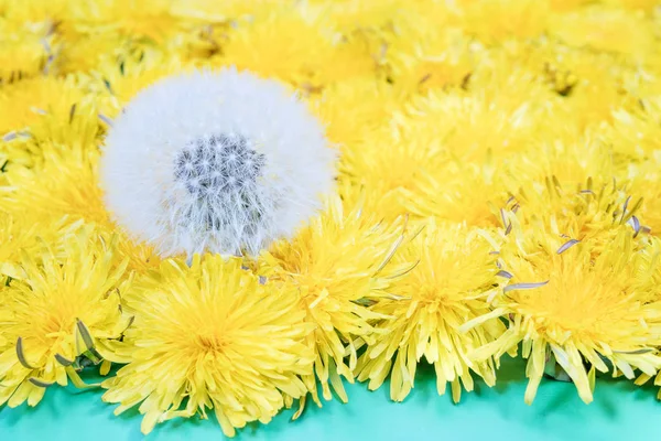 One mature dandelion next to yellow — Stock Photo, Image