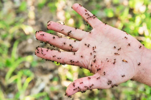Die Hand ist mit Ameisen bedeckt — Stockfoto