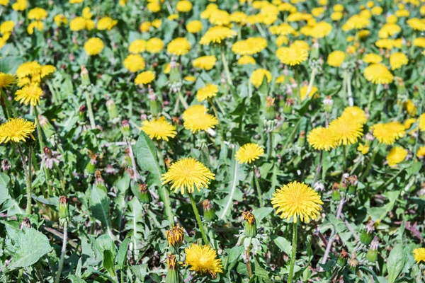 Field of yellow dandelions — Stock Photo, Image