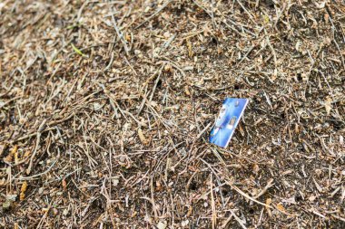 Bir karınca yuvası kredi kartı