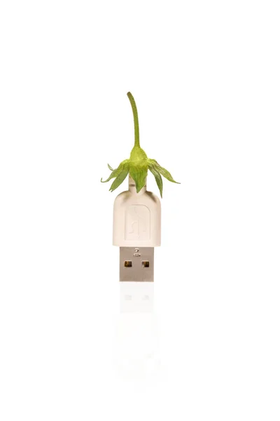 Usb connector and leaves — Stock Photo, Image