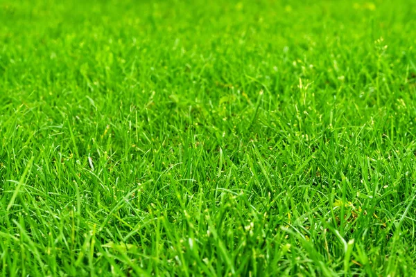 Grassy lawn as a background — Stock Photo, Image
