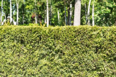 Orman arka plan üzerinde kırpılmış çalılar