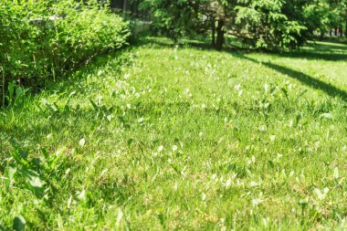 Yeşil çim çit boyunca