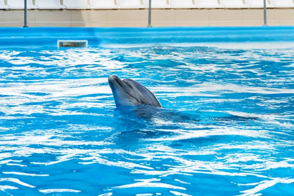 Delfin wyszedł z wody — Zdjęcie stockowe