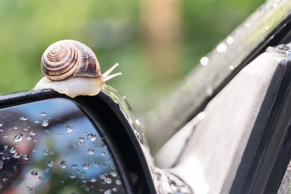 Snail on the car — Stock Photo, Image