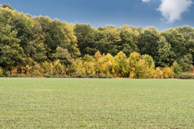 Ormanı yakınlarında