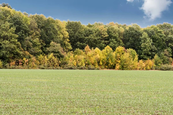 Ormanı yakınlarında