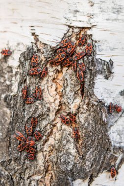 Pyrrhocoris Apterus kolonisi