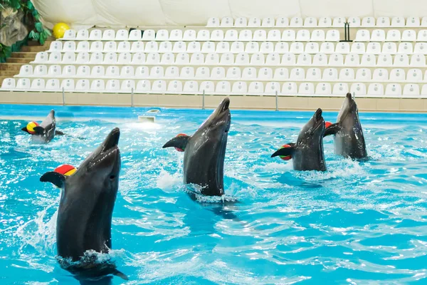 Pokaz delfinów w delfinarium — Zdjęcie stockowe