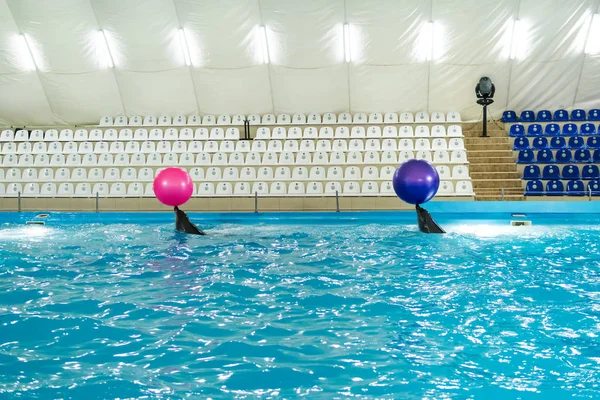 Rendimiento de delfines con bolas —  Fotos de Stock