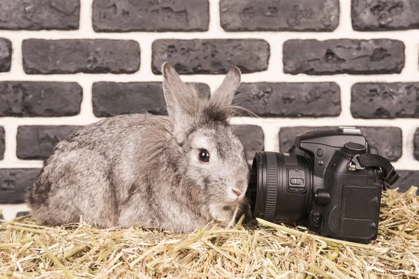 Kanin på kameralinsen — Stockfoto