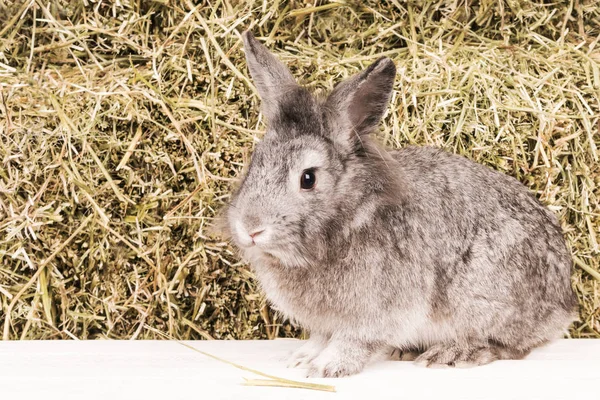 Vackra kanin nära hö — Stockfoto