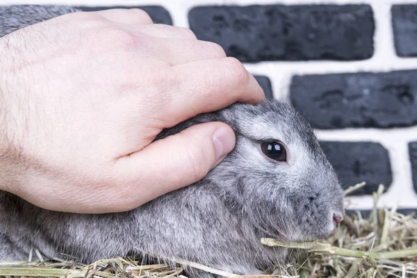 Рука гладит кролика — стоковое фото