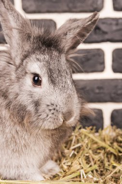 Gri tavşan yakın çekim portresi