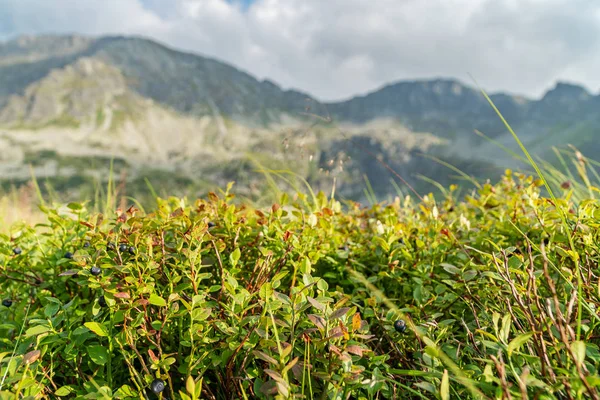 Borůvkové houští na pozadí hor — Stock fotografie