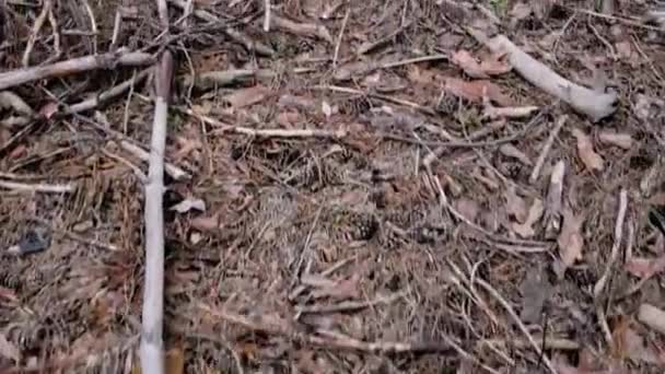 針葉樹林の中に樹皮のある松 下から上へパン — ストック動画