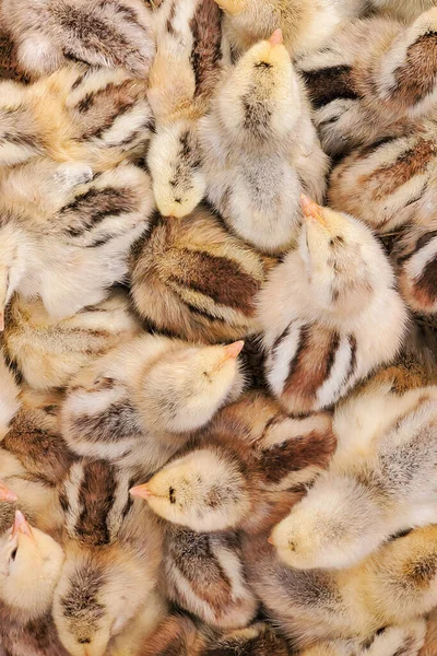 Küçük sarı kahverengi tavuklar — Stok fotoğraf