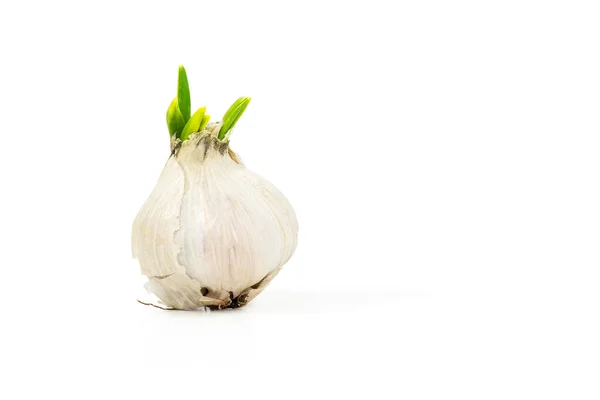 Alho brotado em branco — Fotografia de Stock